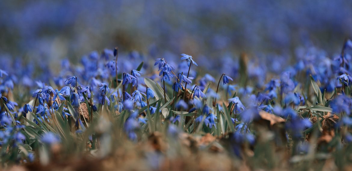 Pavasara puķes - zilsniedzītes - tuvplānā